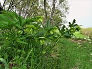 27 Helleborus foetidus (Elleboro puzzolente)